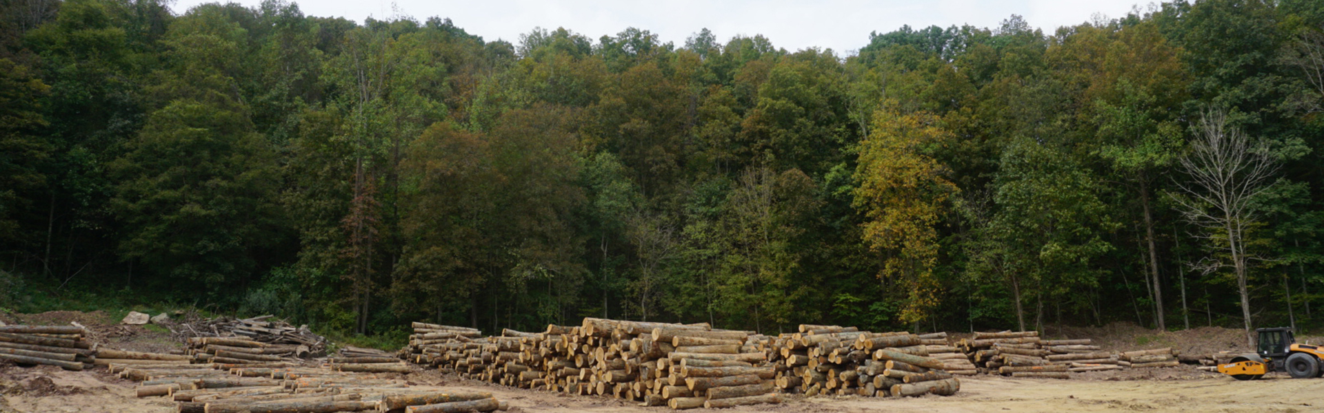 Logs stacked in Amma Mill